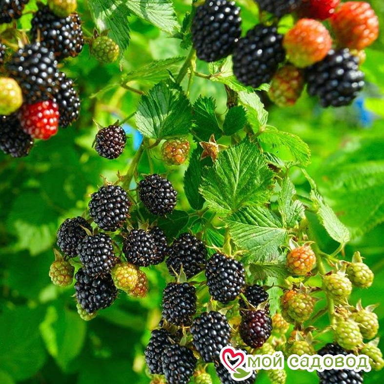 Ежевика кустовая "Торнфри"