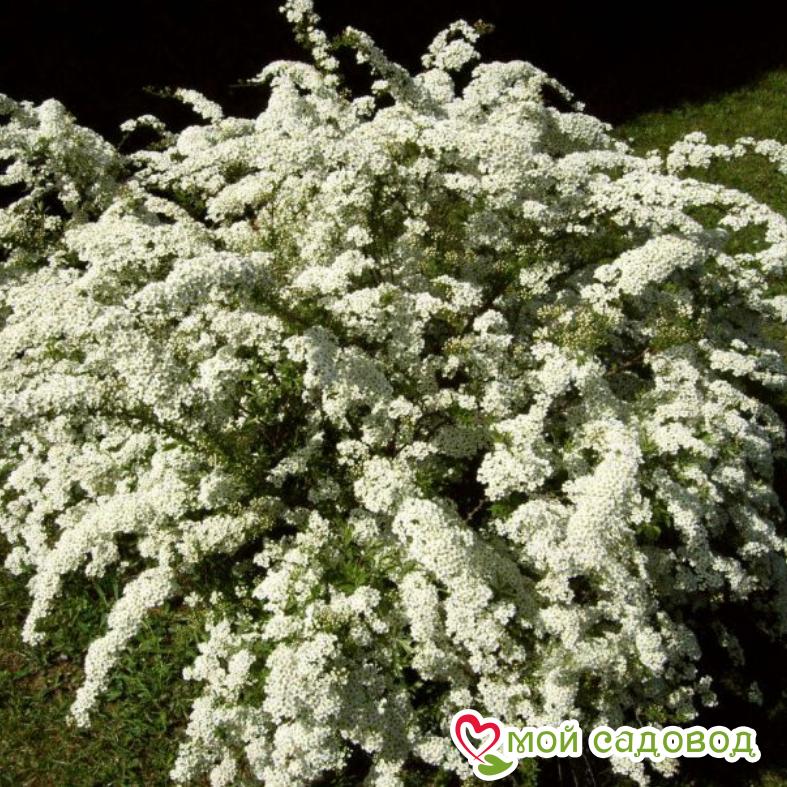 Спирея "Грефшейм"