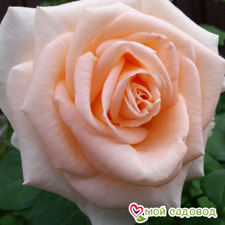 Роза Осиана