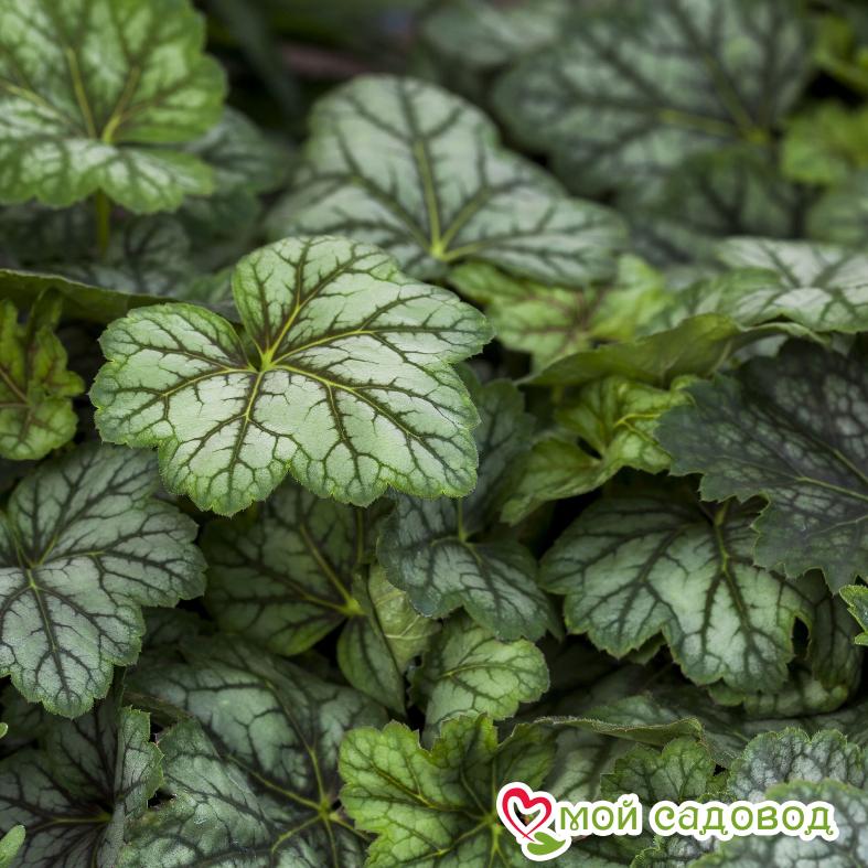 Гейхера Марвелоус Марбл (американская)