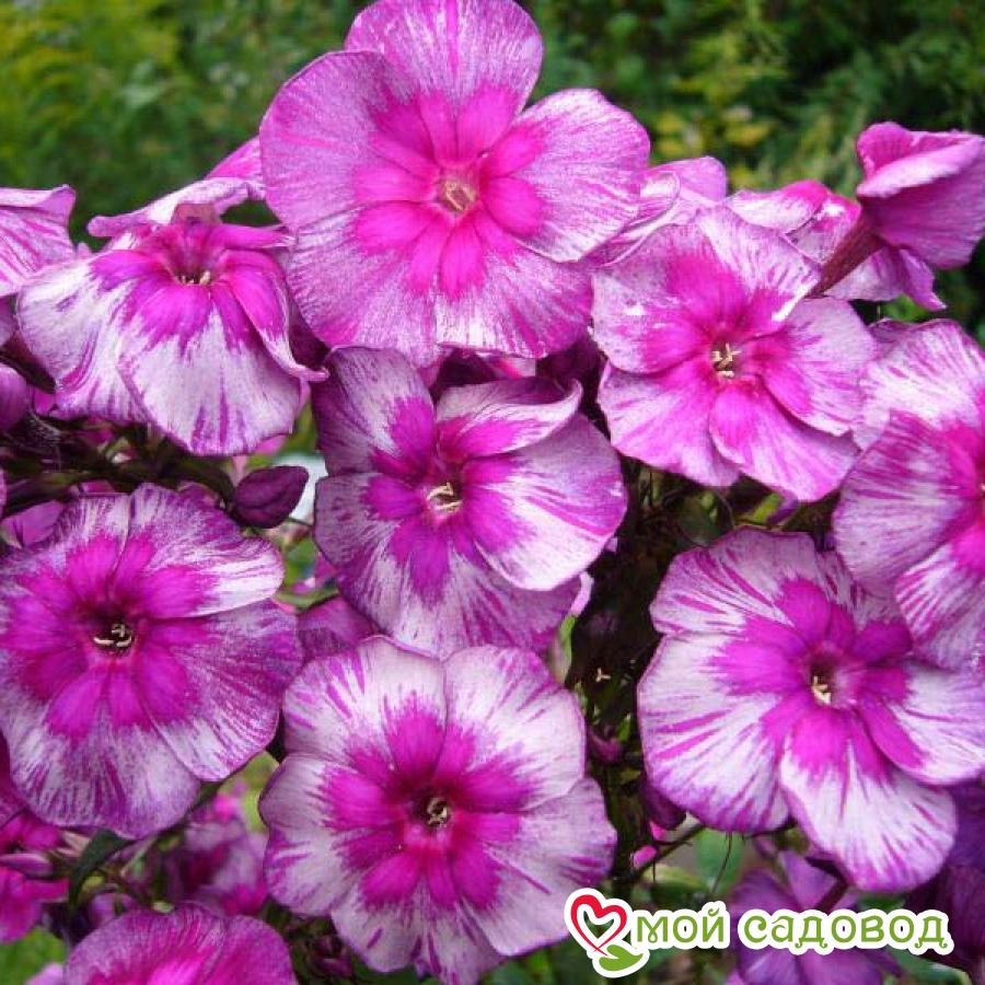 ФЛОКС МЕТЕЛЬЧАТЫЙ ДРАКОН