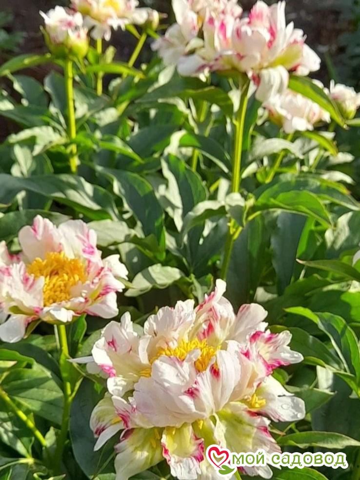 Пион Твиттерпэйтэд